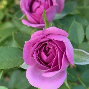 Meet your Posher, Alicia